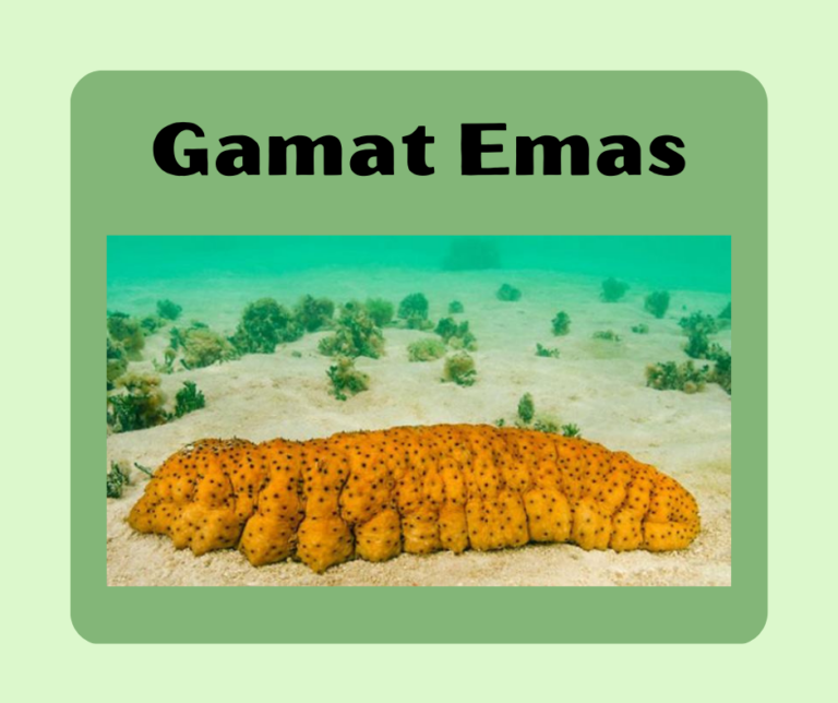 gamat emas